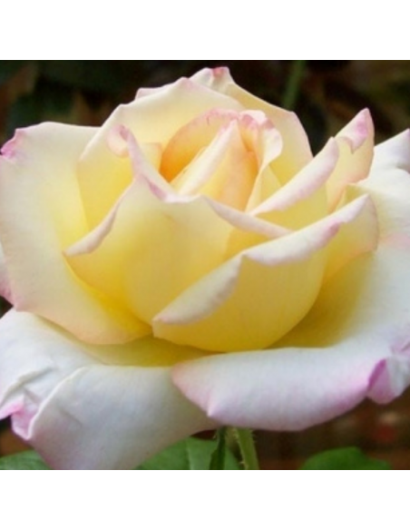 Rosier Madame Antoine Meilland - racines nues