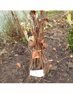 Aronie fruits noirs - Aronia Melanocarpa 2