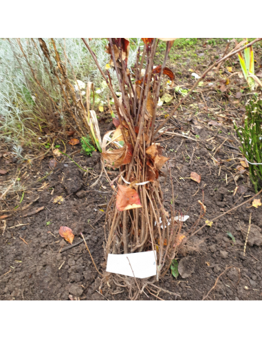 Aronie fruits noirs - Aronia Melanocarpa