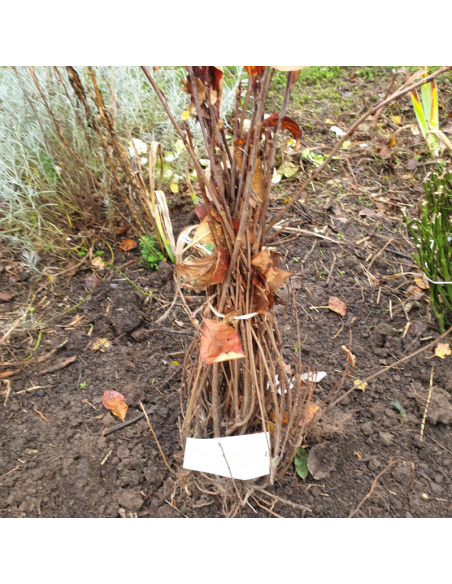 Aronie fruits noirs - Aronia Melanocarpa