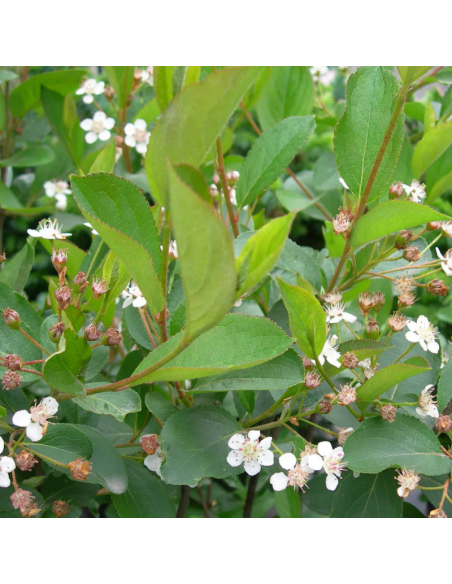 Aronie fruits noirs - Aronia Melanocarpa