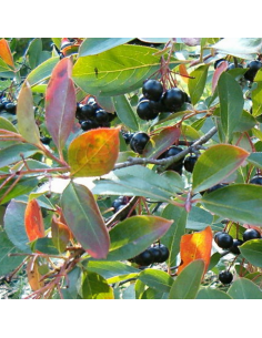 Aronie fruits noirs - Aronia Melanocarpa