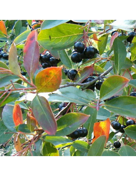 Aronie fruits noirs - Aronia Melanocarpa