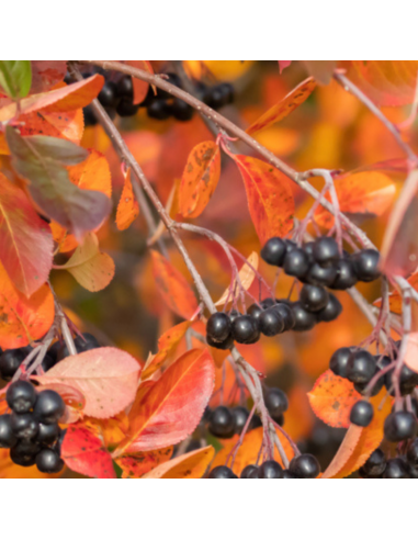 Aronie fruits noirs - Aronia Melanocarpa