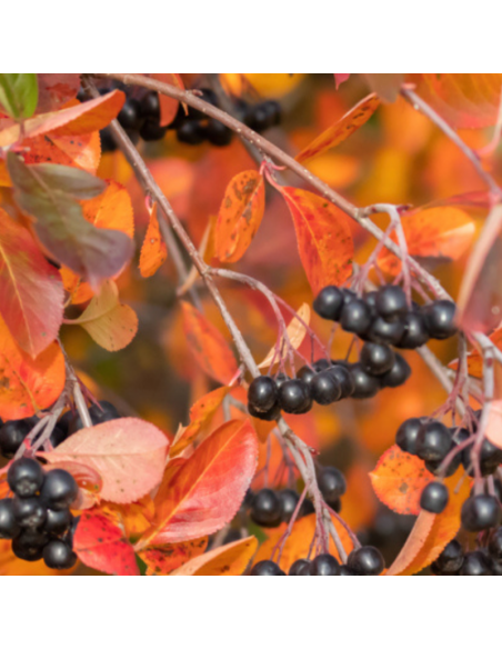Aronie fruits noirs - Aronia Melanocarpa
