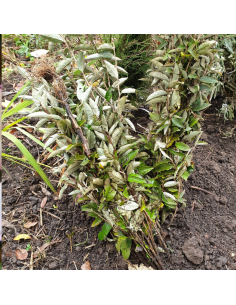 Chalef en ombelles - Elaeagnus umbellata 2