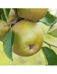 Pommier Reine des Reinettes