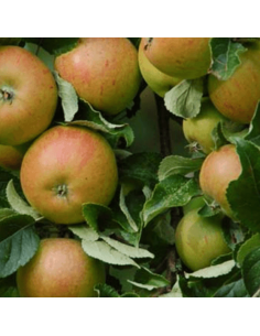 Pommier Cox's Orange Pippin