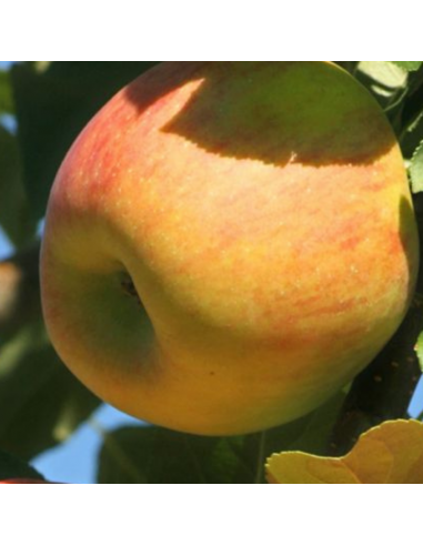 Pommier Jonagold