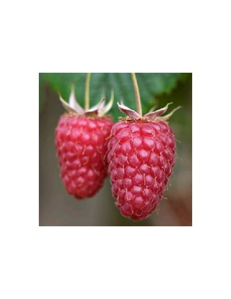 Framboisier Tulameen