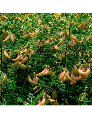 Baguenaudier - Colutea arborescens