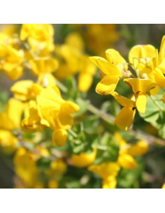 Baguenaudier - Colutea arborescens 2