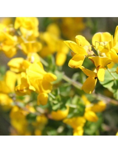 Baguenaudier - Colutea arborescens