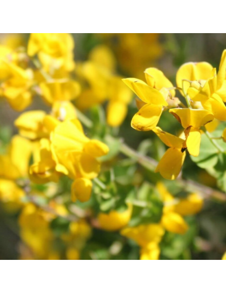 Baguenaudier - Colutea arborescens