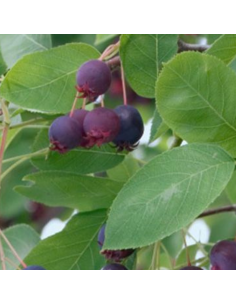 Amelanchier à feuilles d'aulne Smoky