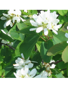 Amelanchier à feuilles d'aulne Smoky 2