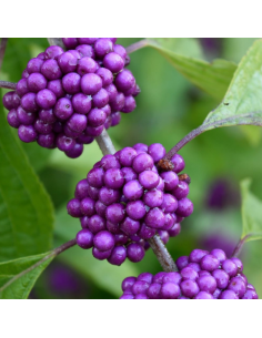 Arbre aux bonbons - Callicarpa Bodinieri Profusion