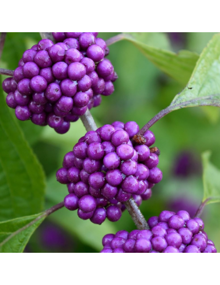Arbre aux bonbons - Callicarpa Bodinieri Profusion