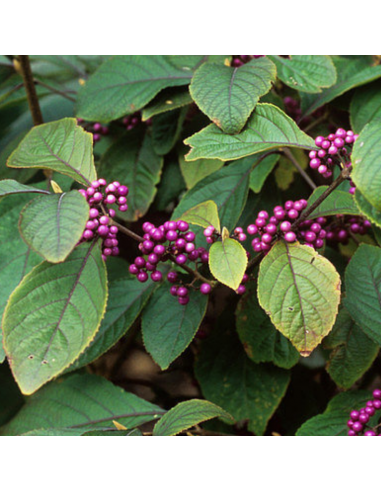 Arbre aux bonbons - Callicarpa Bodinieri Profusion
