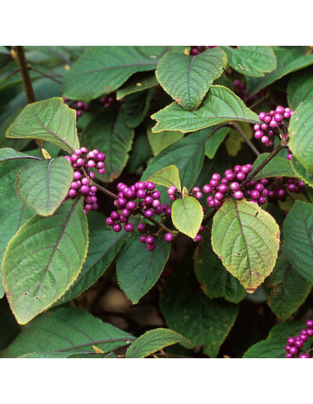 Arbre aux bonbons - Callicarpa Bodinieri Profusion
