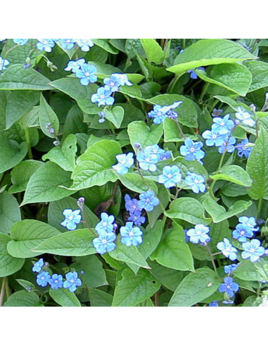 Petite bourrache - Omphalodes verna