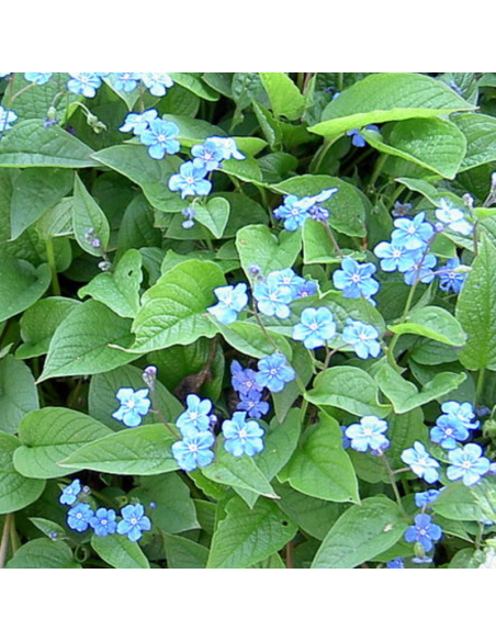 Petite bourrache - Omphalodes verna