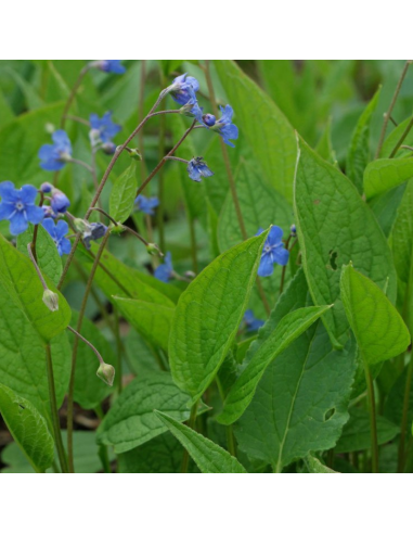 Petite bourrache - Omphalodes verna