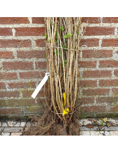 Cassissier - Ribes Nigrum