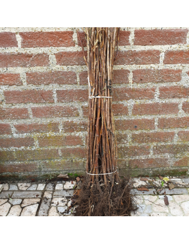 Framboisier Tulameen - Racines nues