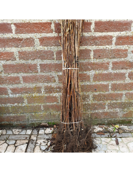 Framboisier Tulameen - Racines nues