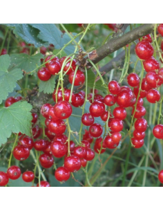 Groseiller grappes - Ribes Rubrum