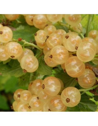 Groseiller grappes - Ribes Rubrum