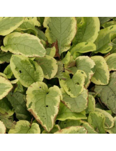 Consoude panachée Goldsmith