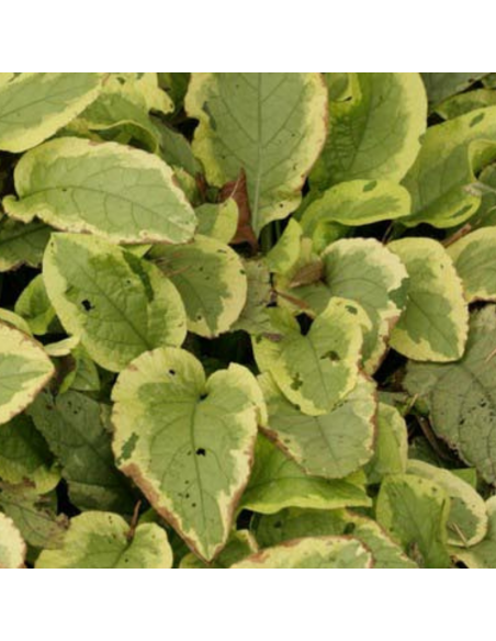 Consoude panachée Goldsmith