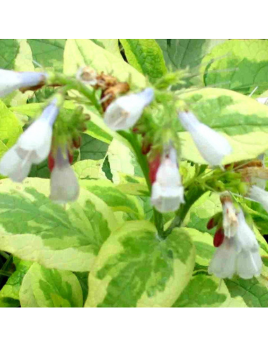 Consoude panachée Goldsmith