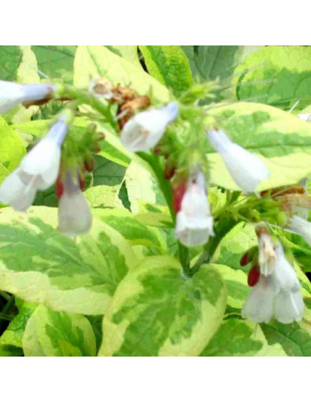 Consoude panachée Goldsmith