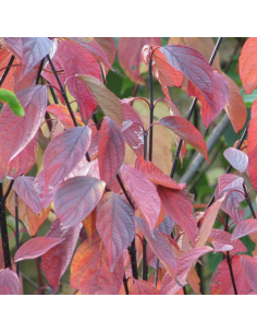Cornouiller blanc Kesselringii - Cornus Alba 2