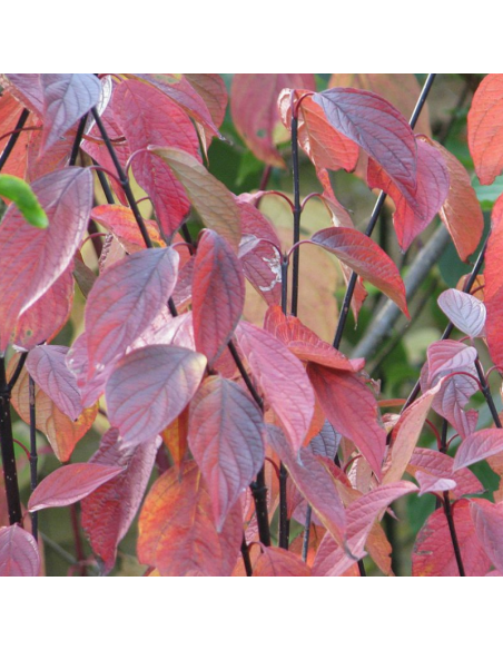 Cornouiller blanc Kesselringii - Cornus Alba