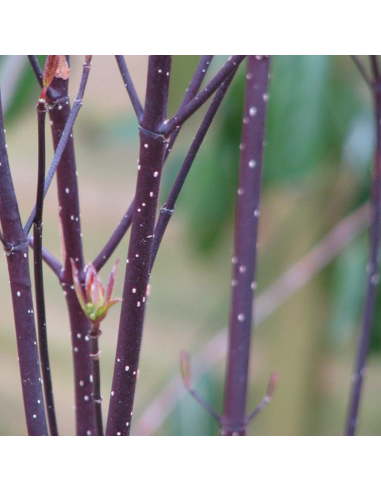 Cornouiller blanc Kesselringii - Cornus Alba