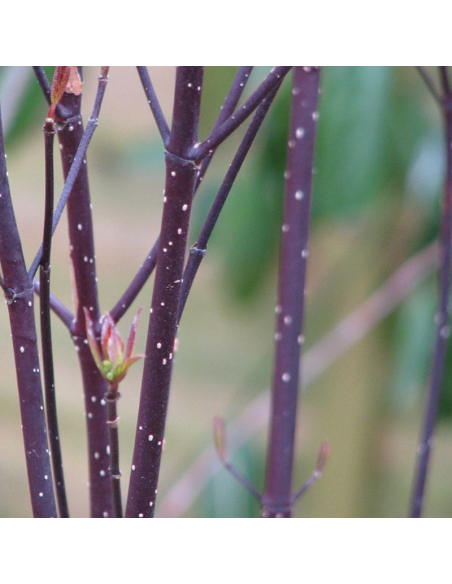 Cornouiller blanc Kesselringii - Cornus Alba