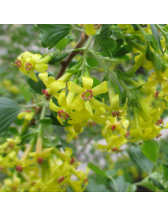 Groseiller doré - Ribes odoratum 2