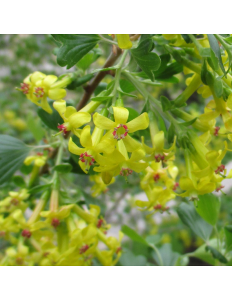 Groseiller doré - Ribes odoratum