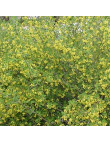 Groseiller doré - Ribes odoratum