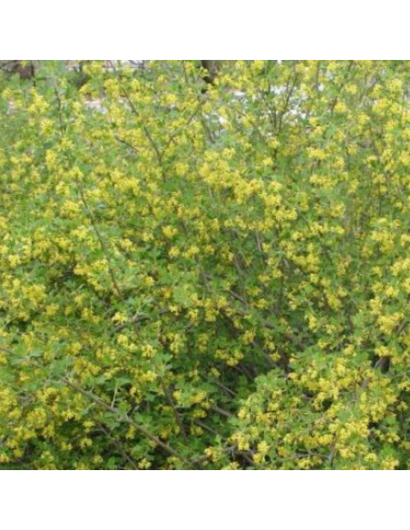 Groseiller doré - Ribes odoratum