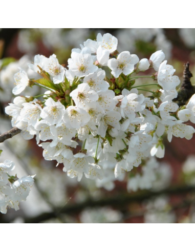 Merisier - cerisier des oiseaux - Prunus Avium
