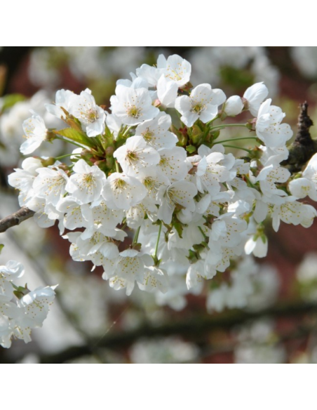Merisier - cerisier des oiseaux - Prunus Avium