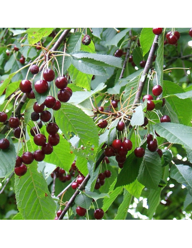 Merisier - cerisier des oiseaux - Prunus Avium