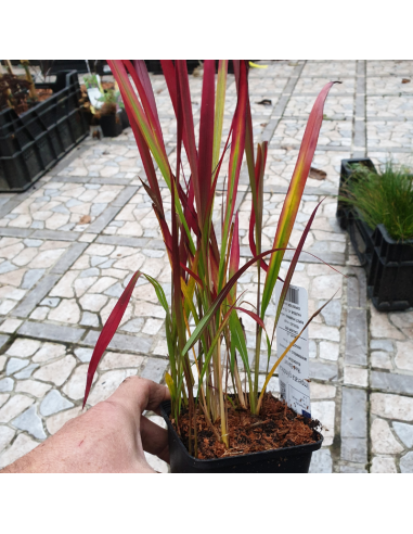 Imperata cylindrica "Red baron"