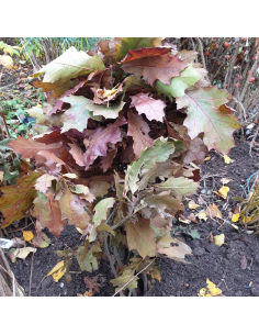 Chêne rouge d'Amérique - Quercus Rubra 2