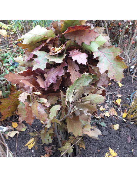 Chêne rouge d'Amérique - Quercus Rubra